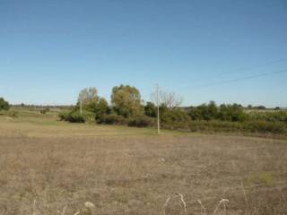 Terreno agricolo all'asta a marta località la mergonara