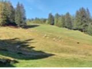 Terreno agricolo all'asta a valfurva via plagheira