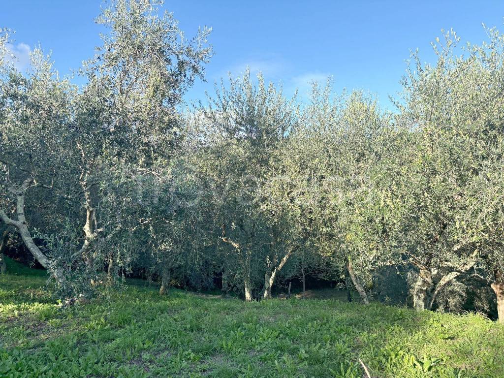 immagine annuncio 4 di 11