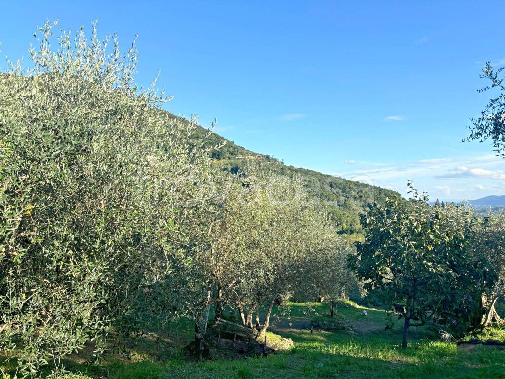 immagine annuncio 5 di 11