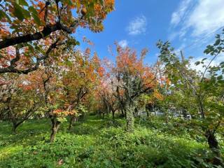 Terreno agricolo in vendita ad angri via alveo sant alfonso