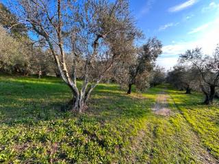 Terreno agricolo in vendita a barbarano romano strada provinciale blerana