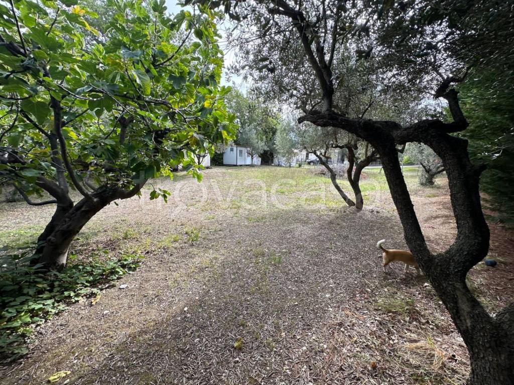 immagine annuncio 4 di 12