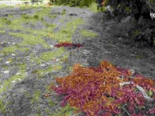 Terreno agricolo all'asta a ragusa contrada eredità, snc