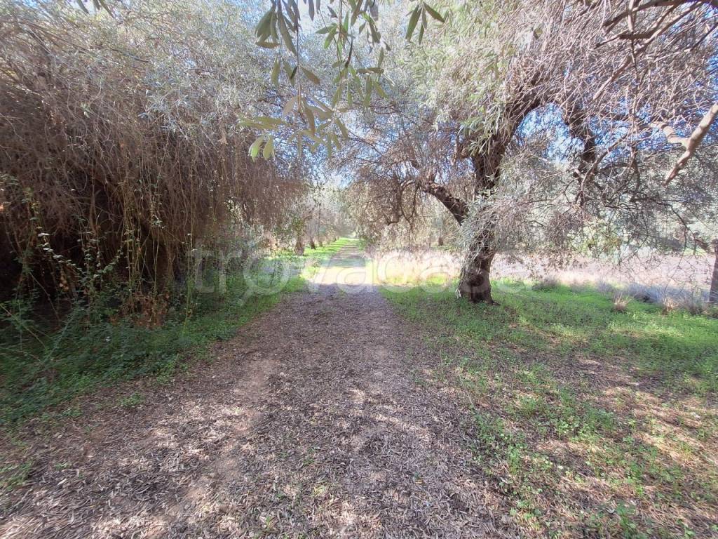 immagine annuncio 8 di 12