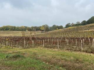 Terreno agricolo in vendita a lonigo lonigo