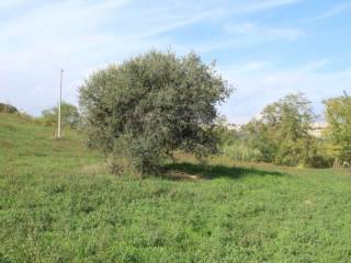 Terreno agricolo in vendita a silvi contrada bufali