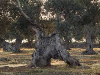 Terreno agricolo in vendita a suelli via provinciale, 86