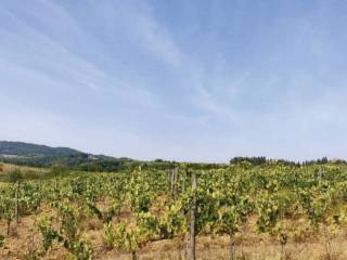 Azienda agricola all'asta a san gimignano località tollena