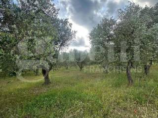 Terreno agricolo in vendita a ostuni c.da malandrino, sn