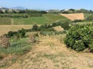 Terreno agricolo all'asta a montefiore dell'aso contrada menocchia