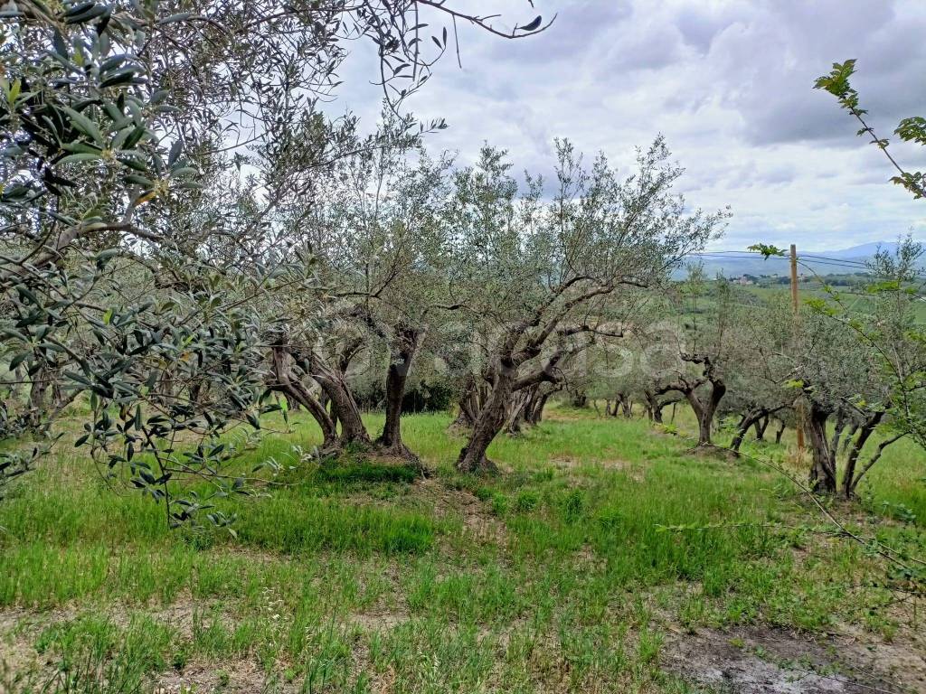 immagine annuncio 3 di 8