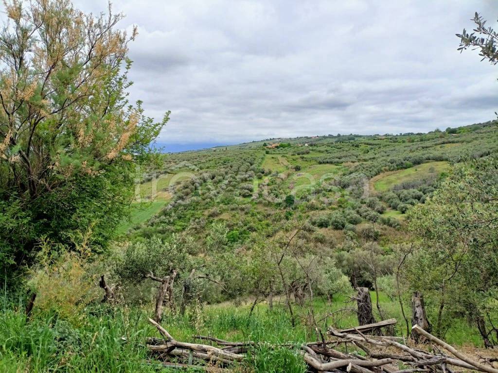 immagine annuncio 5 di 8