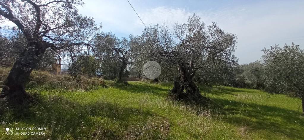 immagine annuncio 7 di 12