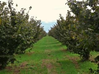 Terreno agricolo in vendita a viterbo strada tuscanese