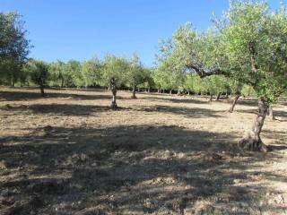 Terreno agricolo in vendita a sciacca contrada montagna s.n.c.