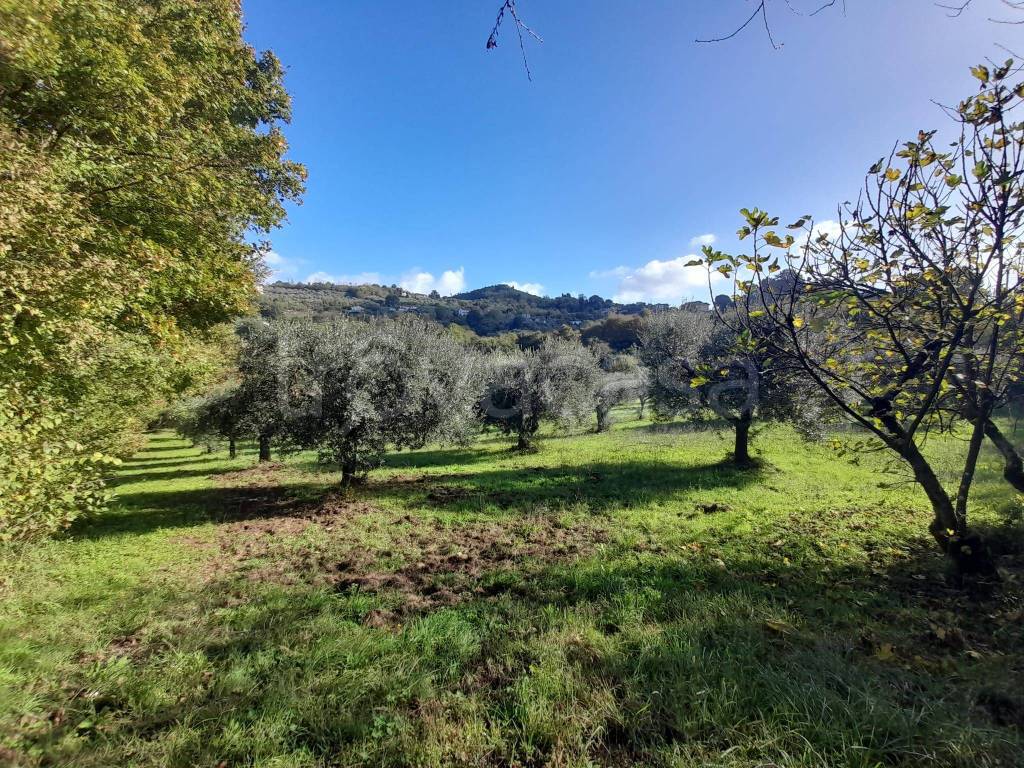 immagine annuncio 4 di 6