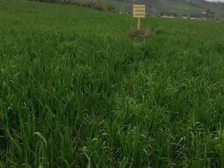 Terreno agricolo in vendita a collecorvino via degli orti