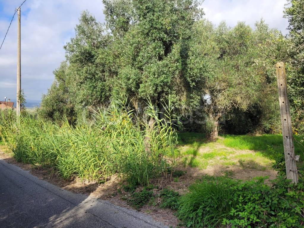 immagine annuncio 1 di 4
