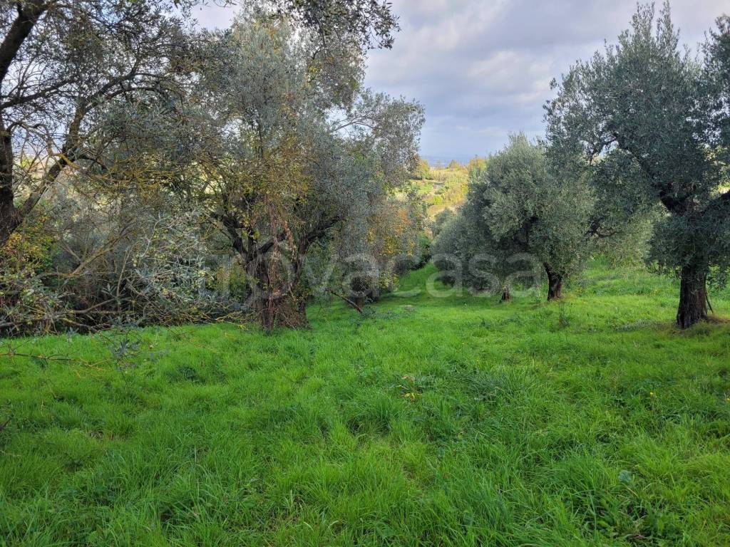 immagine annuncio 2 di 4