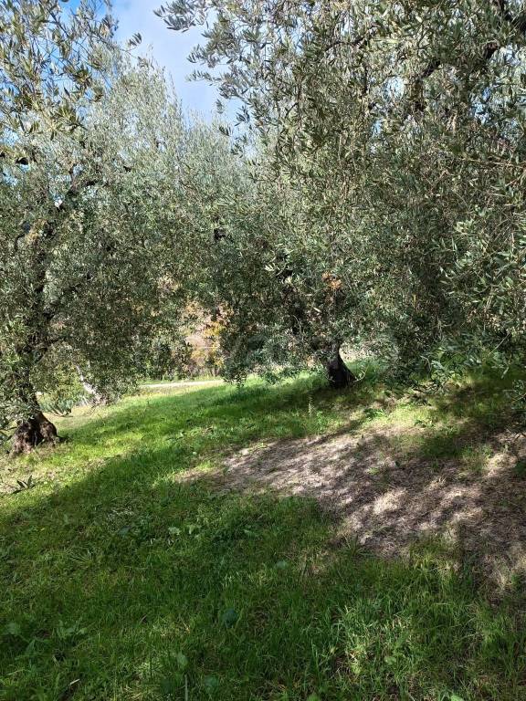 immagine annuncio 6 di 12