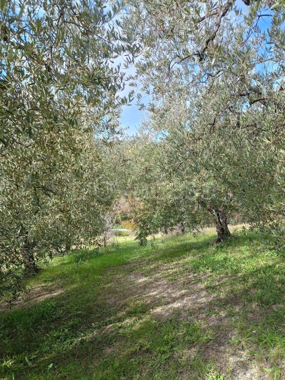 immagine annuncio 8 di 12