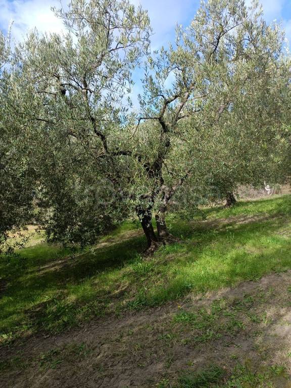 immagine annuncio 9 di 12