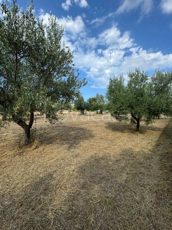immagine annuncio 5 di 6