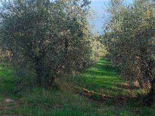 Terreno agricolo in vendita a cavriglia strada comunale delle e macine