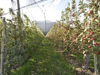 Terreno agricolo in vendita a cermes tscherms