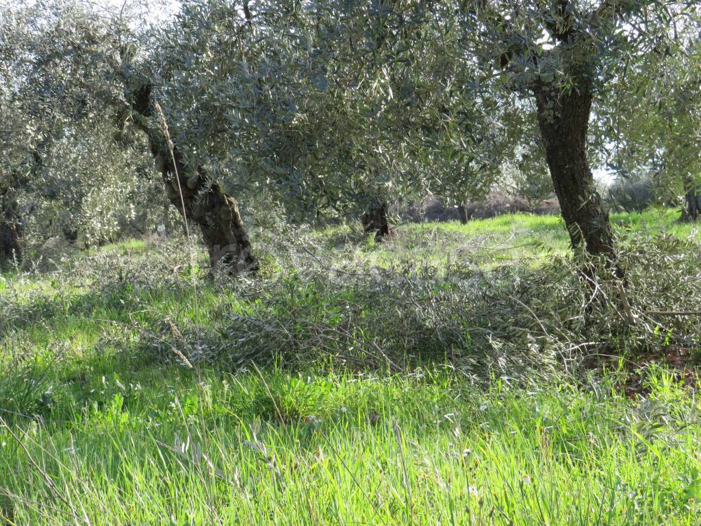immagine annuncio 2 di 7
