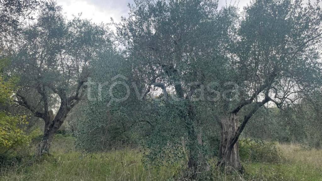 immagine annuncio 7 di 12