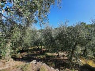 Terreno residenziale in vendita a torchiara c.da mancose ,torchiara