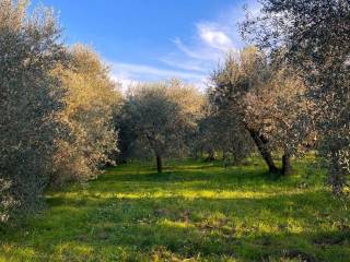 Terreno agricolo in vendita a laterina pergine valdarno 