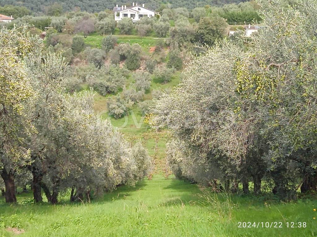 immagine annuncio 9 di 11