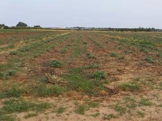 Terreno agricolo in affitto a bernalda strada provinciale demanio campagnolo