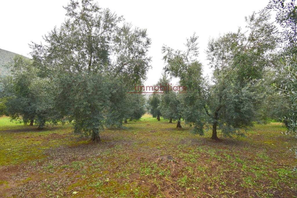 immagine annuncio 6 di 8