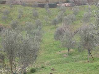 Terreno agricolo in vendita a san dorligo della valle dolina