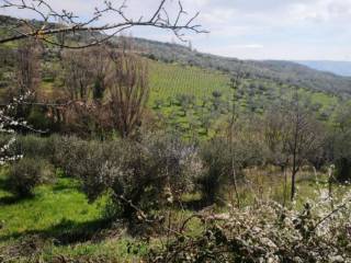 Terreno agricolo all'asta a san lupo sp87