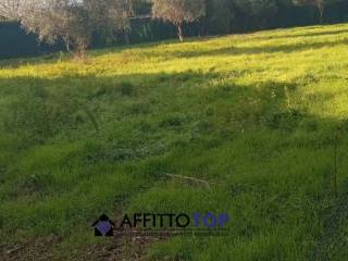 Terreno agricolo in affitto a massa via dei mori