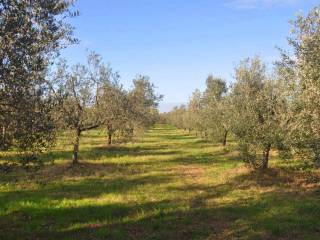 Terreno agricolo in vendita a rosignano marittimo stradone dei fichi