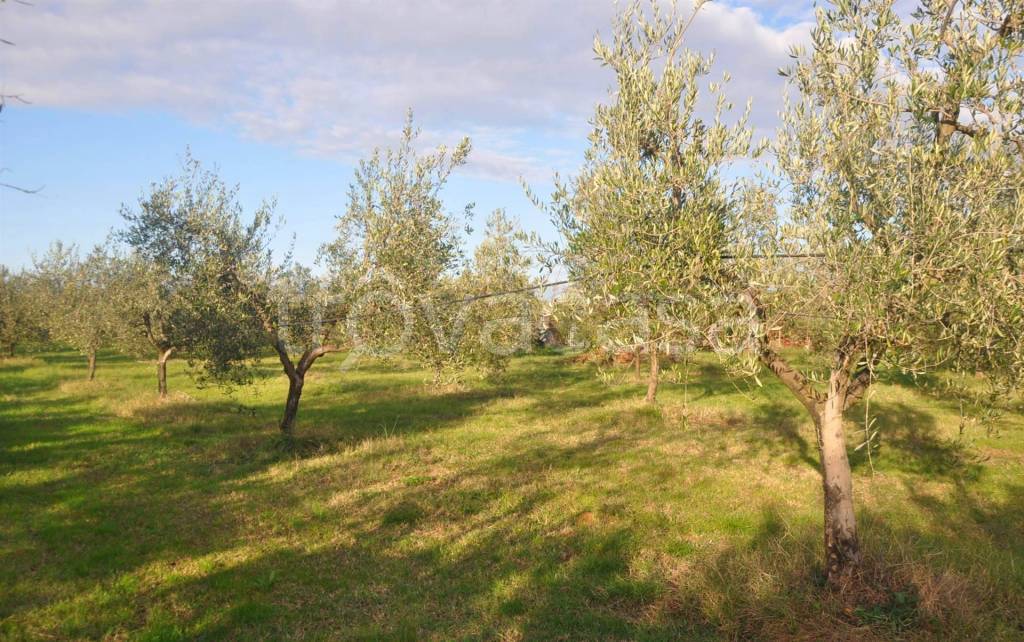 immagine annuncio 4 di 7