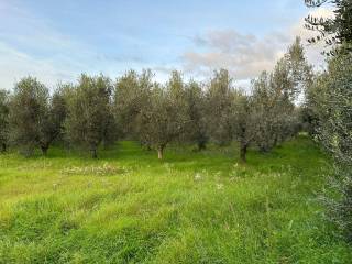 Terreno agricolo in vendita a castagneto carducci 