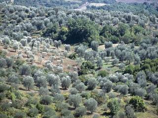 Terreno agricolo in vendita a castel del piano 