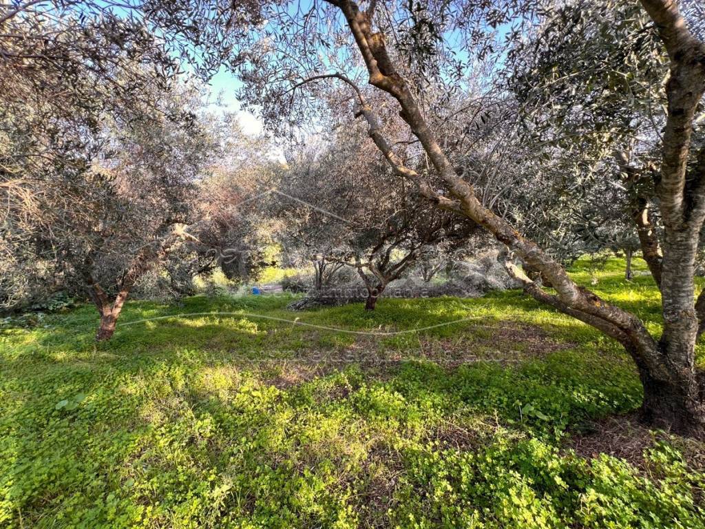 immagine annuncio 11 di 14