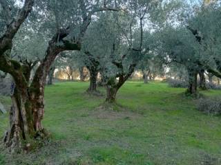 Terreno agricolo in vendita a ripi via selvascescia