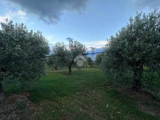 Terreno agricolo in vendita a trebisacce via via san giuseppe