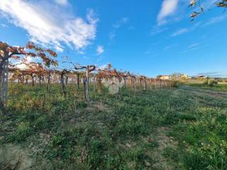 Terreno agricolo in vendita a morro d'oro via s p salara, 17