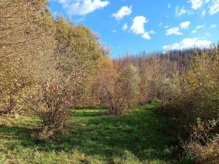 Terreno agricolo in vendita a cardinale strada provinciale 150