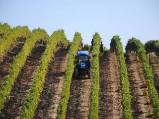 Azienda agricola in vendita a quattro castella 